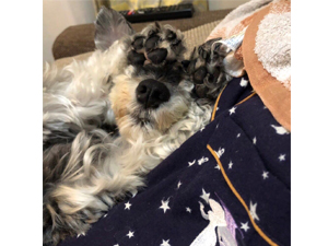 ☆モデル犬卒業後、里親さん宅での様子☆～ラフちゃん～
